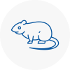 Rat Control Highgate