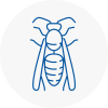 Highgate Wasp Nest Removal